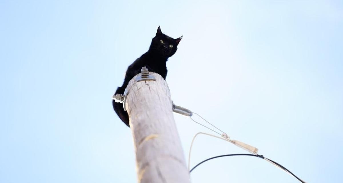Viral Warga Selamatkan Kucing Di Tiang Listrik Tegangan Tinggi