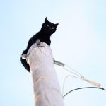 Viral Warga Selamatkan Kucing Di Tiang Listrik Tegangan Tinggi