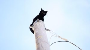 Viral Warga Selamatkan Kucing Di Tiang Listrik Tegangan Tinggi