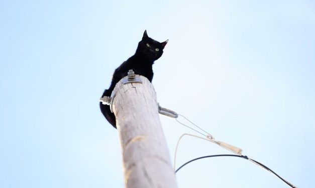 Viral Warga Selamatkan Kucing Di Tiang Listrik Tegangan Tinggi